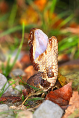 Venomous Cottonmouth Snake Illinois Wildlife