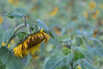 sunflowers in fall