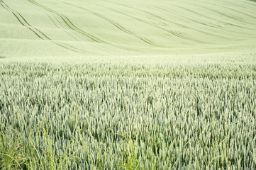 Endless field of rye