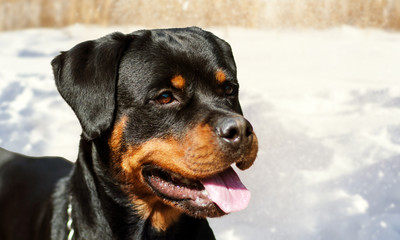 cute rottweiler dog on the snow background