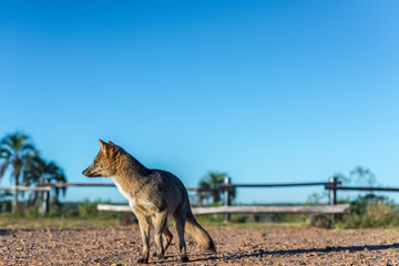 Mountain Fox on El Palmar National Park, Argentina