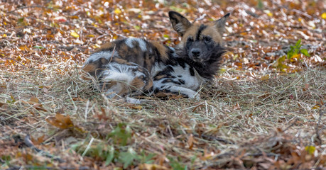 Orange, Tan and White Fur on an African Wild Dog  Lying on the Ground