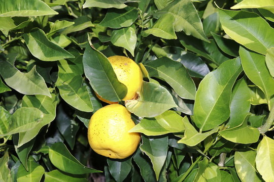 Zitrone, Limone, Limette, am Baum