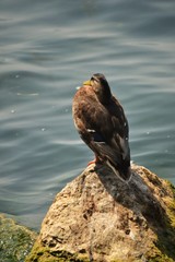 canard sur un rocher