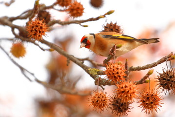 European goldfinch on tree