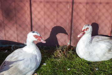 Zwei Barbarie-Enten wärmen sich in der Herbstsonne, Deutschland, Geflügelzucht