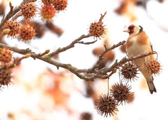 European goldfinch on tree