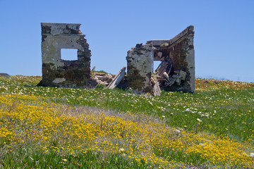 Ruin of a house in a meadow full of flowers under a blue sky