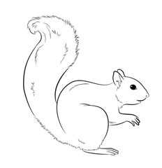 Squirrel Drawing Vector Illustration