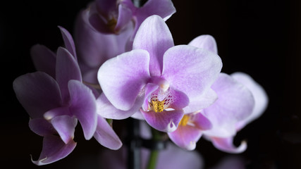 Fototapeta na wymiar Pinke Phalaenopsis Orchidee isoliert vor schwarzem Hintergrund