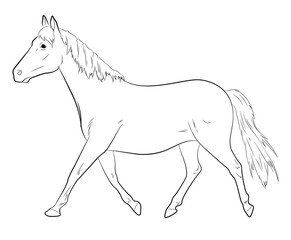 Horse Sketching Vector Illustration