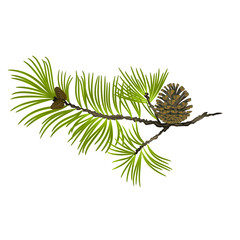 Pine tree Branch and pine cone on a white background vector illustration editable hand draw