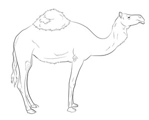 Camel Drawing Vector Illustration