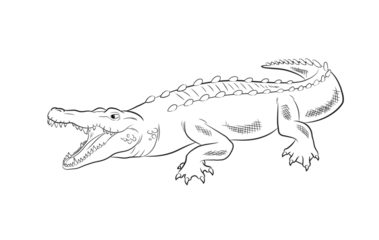 Fototapeten Crocodile Drawing Vector Illustration © CreativeBucket