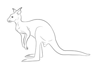 Kangaroo Sketch Vector Illustration