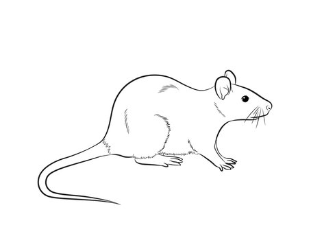 Learn How to Draw a Rat (Rodents) Step by Step : Drawing Tutorials