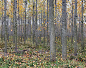 Fototapeta premium Autumn landscape, trees and leaves in forest
