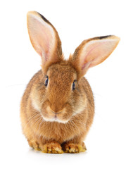 Brown rabbit on white.