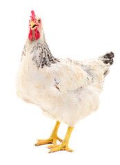 White hen isolated.