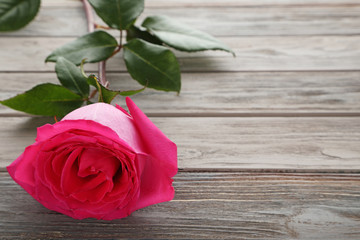 Beautiful pink rose on wooden table