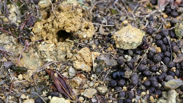 Dung beetle entering his cave on the ground on a rainy day
