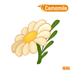 Bloomed chamomile flower