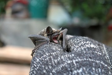 gray bat sits in the hands of a person close