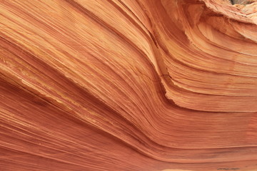USA Arizona Coyote South Butte The Wave