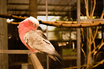 Pink and grey parrot