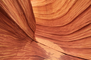 USA Arizona Coyote South Butte The Wave