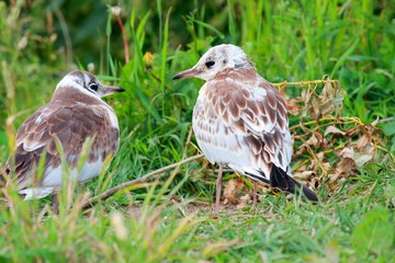 two brown gulls nestling in the green grass on the lake