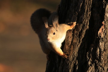 furry squirrel on the tree