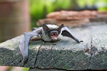 gray bat with open mouth and teeth sitting on a wooden Board
