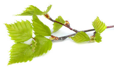 Birch leaf isolated on a white background