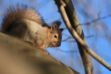 furry squirrel on the tree