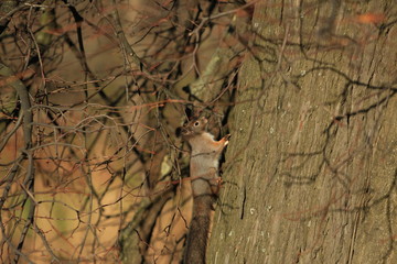 furry squirrel on the tree