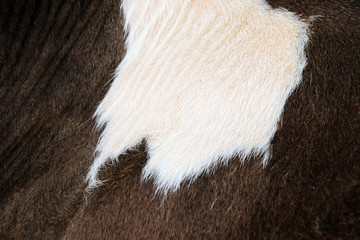 Alive breed cow side fur skin closeup