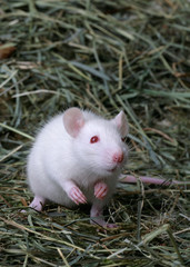 Weiße Maus sitzt auf den Hinterbeinen und schnüffelt