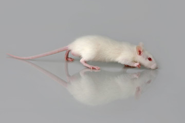 Weiße Maus als Versuchstier auf neutralem Untergrund