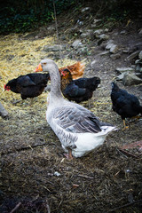 cute farm animals - goose and chicken © Barbara C