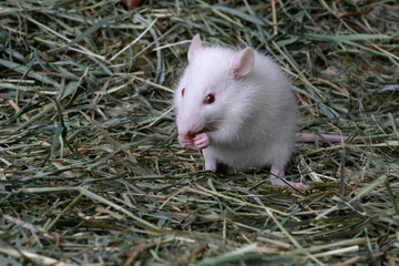 Weiße Maus sitzt auf den Hinterbeinen im Gras und frisst mit den Pfoten