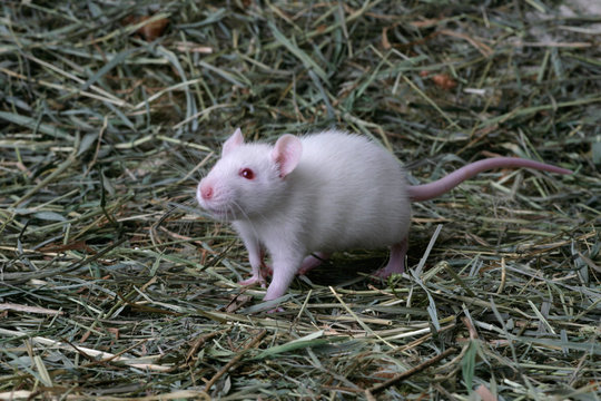 Wei&szlig;e Maus geht auf trockenem Gras