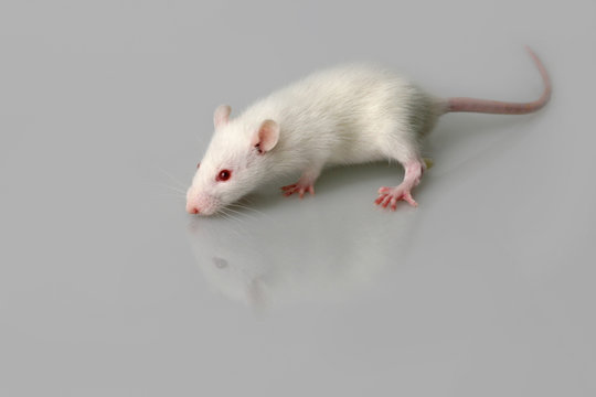 Wei&szlig;e Labormaus auf neutralem Untergrund mit Spiegelung