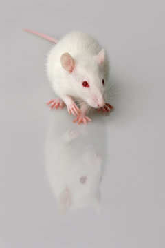 Albino Labormaus mit neutralem Untergrund und Spiegelung