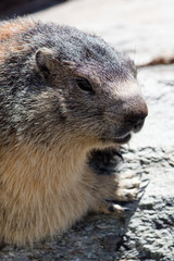 marmotte Vanoise 2