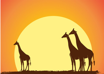 Wild Giraffe Silhouettes in Sunset Vector