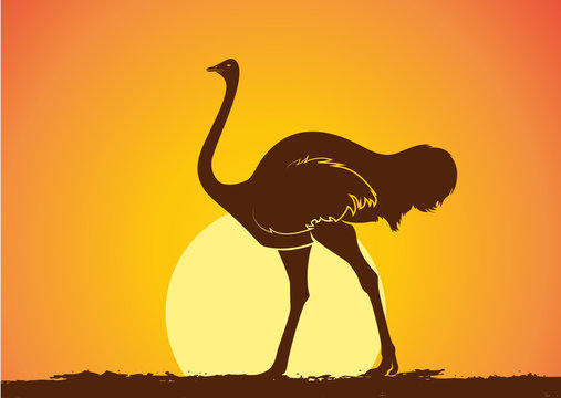 Ostrich Silhouette In Sunset Vector