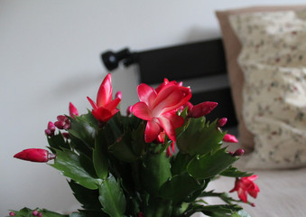 Red flower in bedroom feel relaxing 