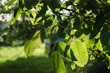 Green summer leaves, Bulgaria
