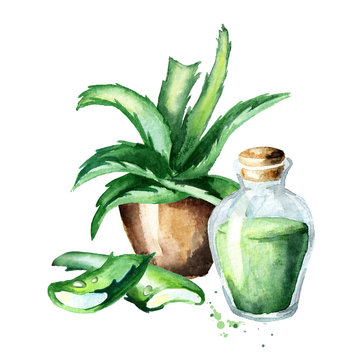 Aloe vea plant. Watercolor hand drawn illustration